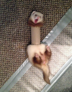 rendigo:   tastefullyoffensive:  &ldquo;She never thought the toilet paper roll would fight back.&rdquo; [jesst]  whatwhat are ferrets even MADE of????? 