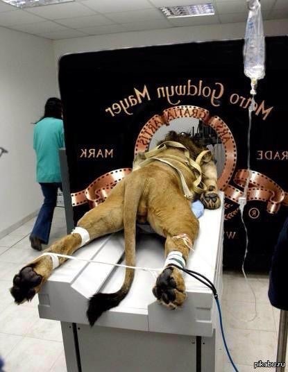 ambulatoryhoodie:stinkyhat: The mgm lion catscan a classic