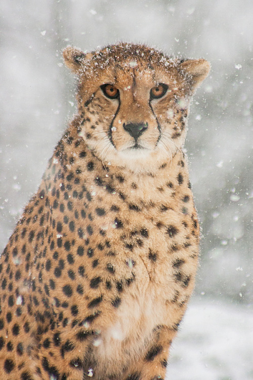 Bendhur lbwwb: (via 500px / Snowy Portrait by Johannes Wapelhorst)