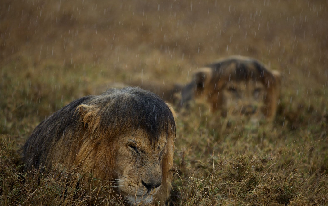 wolverxne:  Coalition  A lone male lion rarely makes it on his own. To survive—and