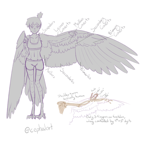 cephalort-cephalart:I had a lot of trouble figuring out how to make that cardinal girl, so I read up on birds and put together some reference material for myself.I’m the sort of person who needs to see things to understand them and forgets things that