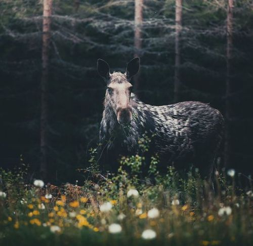 w&ndash;o&ndash;o&ndash;d&ndash;l&ndash;a&ndash;n&ndash;d: Forest animal