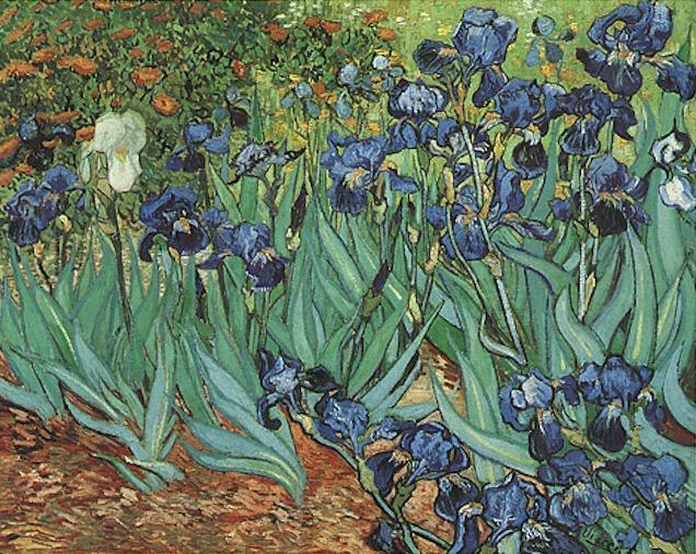 sorrowingoldman:  Van Gogh + Outdoor Irises &amp; Indoor Irises (1890)