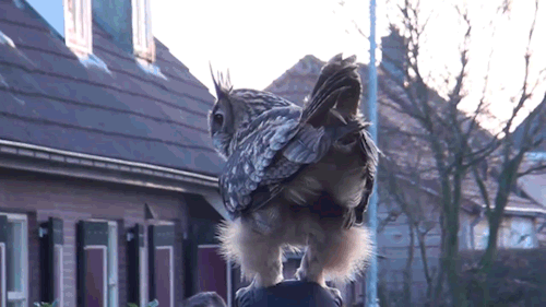 becausebirds:  Dutch “Cuddly Owl” finally caught on video. This bird has been cuddling the citizens of this town for a while. It likes to land and stomp on people’s heads. Watch the video 