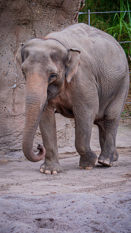 Here we see a packy from the Oregon Zoo, as it takes a leisurely stroll through the yard & think