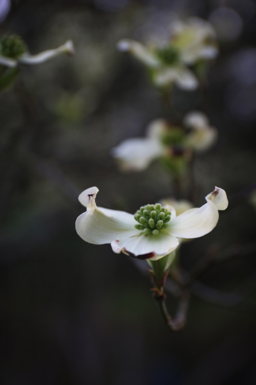 A long lived easy and carefree planting under an old dogwood announces spring beautifully.    Bleedi