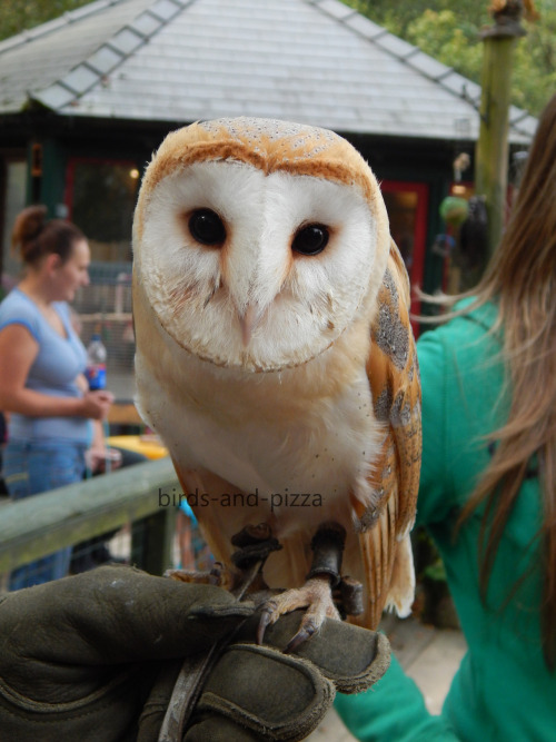 barn owl