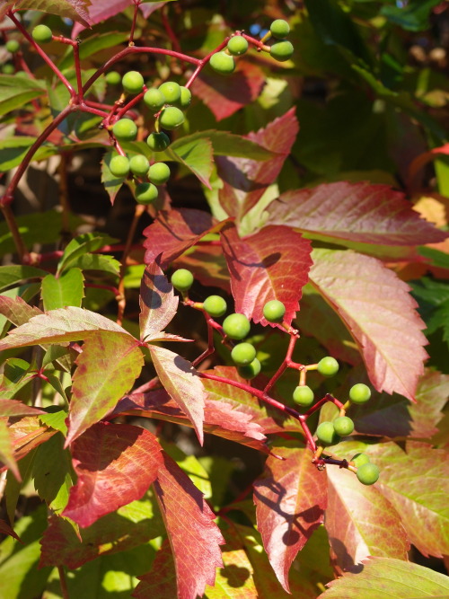 Parthenocissus inserta — thicket creeper a.k.a. woodbine