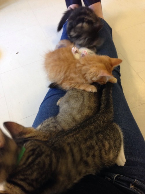 theplaysickkitten: Two years old, but in honor of cute kittens and kitten season, here’s reblo