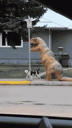 gifsboom:  How to walk your dog! [video] 