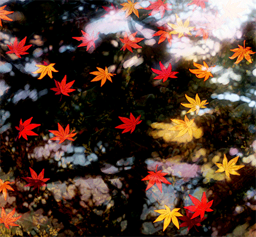 demoncity:Autumn in YOUR NAME ‘君の名は’ —  2016, dir. Makoto Shinkai