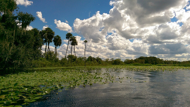 St John’s River View #Florida #oneography #HTC #PureFlorida #lovefl #htconem8 on Flickr.
St John’s River View #Florida #oneography #HTC #PureFlorida #lovefl #htconem8