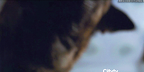 gauna-03:kmmerc:eyesofwitt:The last gif of Bear circling around Finch, so excited and sweet, is pric
