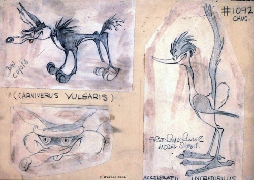 talesfromweirdland:First designs for Wile E. Coyote and Road Runner.“Don Coyote”?