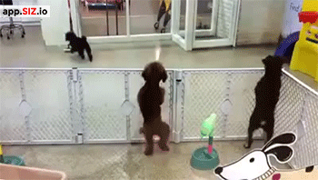 dom-wolfy:  When Littles see their Daddy walk in.