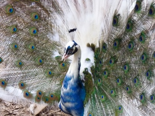 end0skeletal: A piebald or pied animal is one that has a pattern of pigmented spots on an unpigmen