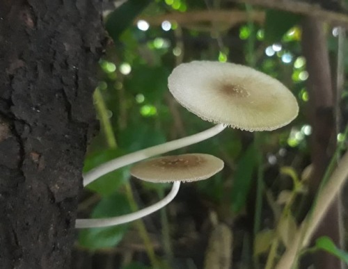 #mushroompicking #mushroomart #mushroomhunters #mushrooms #mushroom #fungi #mushroomofinstagram #fun