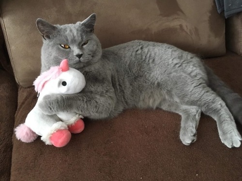 my cat with his fave toy