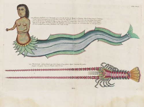 statelibrarynsw: Poissons, ecrevisses et crabes, de diverses couleurs et figures extraordinaires, qu