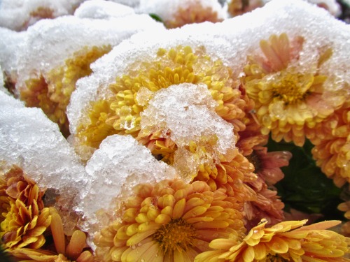 Snow mums.