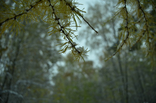 First snow. Novosibirsk.