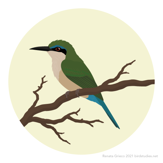 January 15, 2021 - Somali Bee-eater (Merops revoilii)
Found in parts of Somalia, Ethiopia, Tanzania, and Kenya, these small bee-eaters inhabit savannas, shrublands, grasslands, deserts, and other arid habitats. Usually foraging alone or in pairs,...