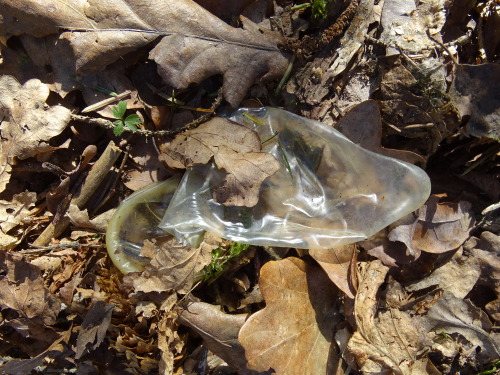 throwncondom:  Autoroute Liège-Namur, parking près de Fernelmont, avril 2015. Un merveilleux endroit pour le chasseur de capotes, non?*****Liège-Namur highway, parking near Fernelmont, April 2015. A wonderful place for condoms hunter, right?