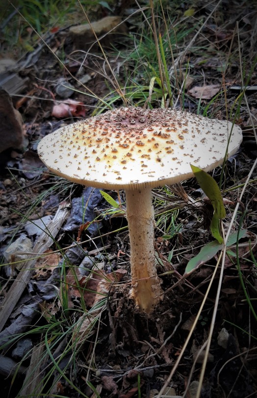 #TheThreeDaysIntervalMushroom