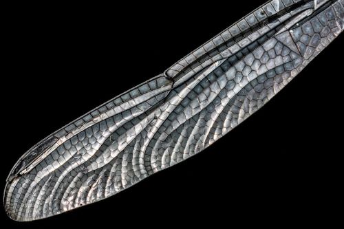 blondebrainpower:  Dragonfly Wing, 2019By Reza Mir