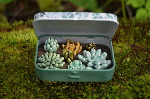 The faience succulents in the tin boxes.