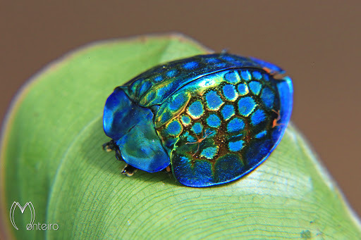 libutron:Imperial Tortoise Beetle - Stolas imperialisWith only 6-12 mm in length, the