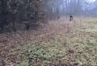 ragecomics4you:  When a military dog attackshttp://ragecomics4you.tumblr.com