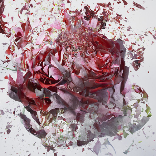 martinekenblog:  What does it look like when something as delicate as a flower explodes into a million pieces? Photographer Martin Klimas is behind this fascinating series called Rapid Bloom where he drops flowers into liquid nitrogen and then shoots