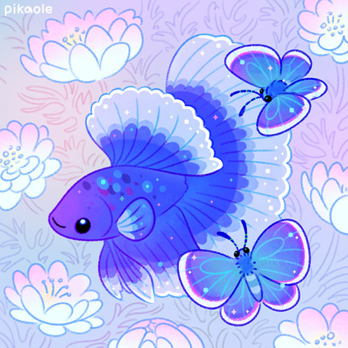 Butterfly betta 