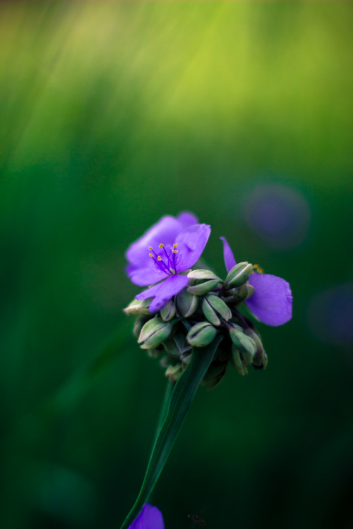 bluelunaphotography:wild blossomOhio spiderwort (I now know this thanks to mdeanstrauss : )