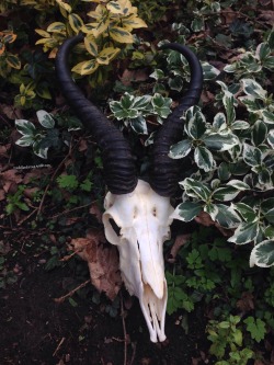 citrinecoven:  roadkillandcrows:  Springbok skull.  ✨🌿✨ 