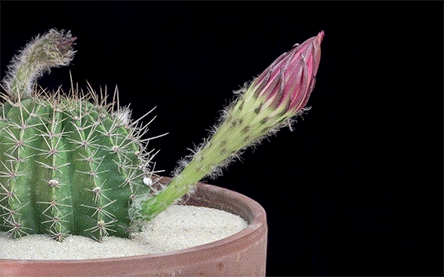 nevver:  Cactus Flower, Greg Krehel 