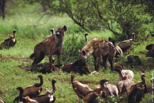 sturmtruppen:hyenas and vultures