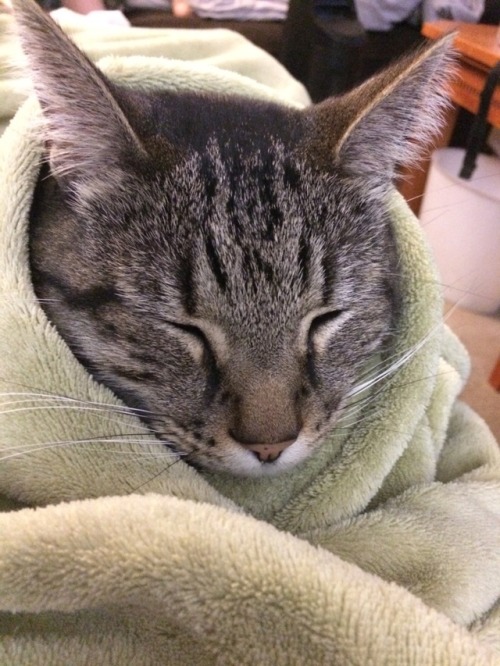 wowgreatcats: This is my boy, Aldo. He likes being gently wrapped in blankets. You can see his nose 