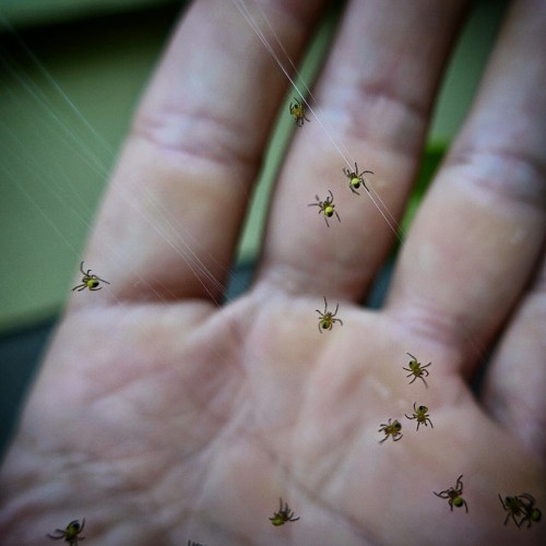 joerojasburke:  Love seeing these babies go off on their own, spinning their little webs –and killing things three times their size.