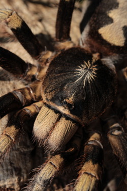 dark-space-exotics: Mature female Poecilotheria subfusca “lowland”, a stunning old world species that packs a punch. I recieved a mature male today so fingers crossed for pairing them up. P.subfusca like it fairly cool and humid by pokie standards.