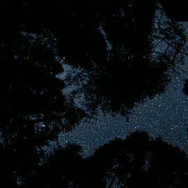 🌲🌌Nighttime Forest Stimboard🌌🌲