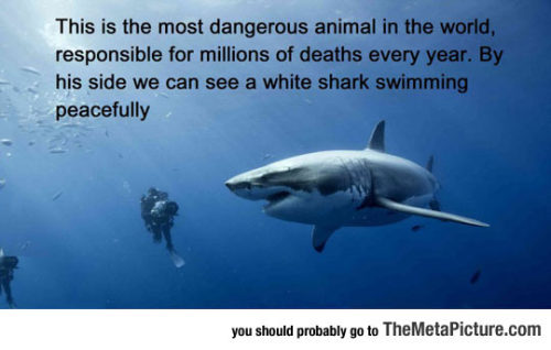 thingsmakemelaughoutloud:  Most Dangerous Animal In The World- Funny and Hilarious -