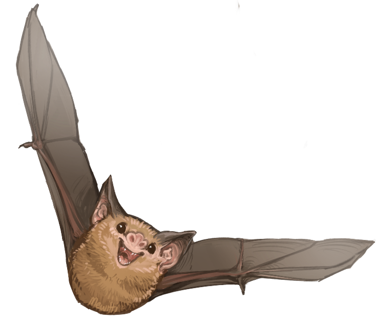 mewitti:  Paintin’ batties! In order: Kitti’s Hog-Nosed Bat, Painted Bat, Hoary