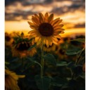 daestarsblog - art blog