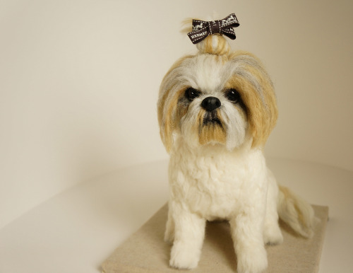 The name of the Shih Tzu dogs made with wool felt is Totti. We just another middle-aged, but it is s