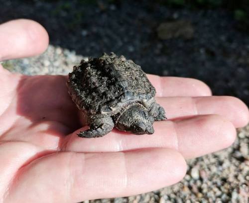 typhlonectes:A baby Common Snapping Turtle (Chelydra serpentina) moved off of the road by biologists