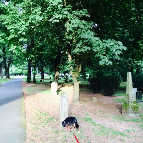 Friday in the cemetery with Finn #portland #oregon (at Lone Fir Pioneer Cemetery)