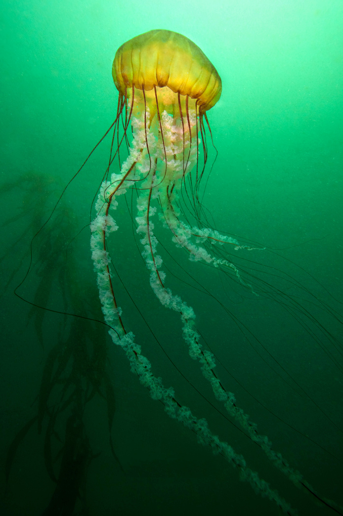 thelovelyseas:    Pacific Sea Nettle - Monterey, California by  James Scott 