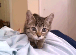 my-teen-quote:  feeling sad? look at this baby animal blog!